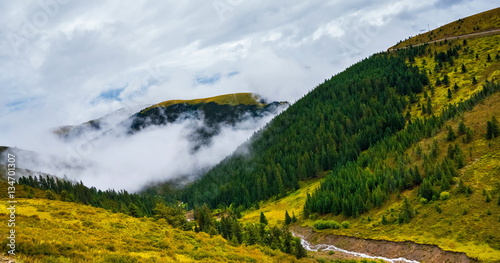 fir trees on a meadow down the will to coniferous forest in foggy mountains of China