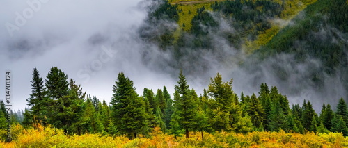 fir trees on a meadow down the will to coniferous forest in foggy mountains of China