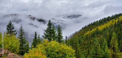 fir trees on a meadow down the will to coniferous forest in foggy mountains of China
