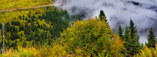 fir trees on a meadow down the will to coniferous forest in foggy mountains of China