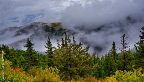 fir trees on a meadow down the will to coniferous forest in foggy mountains of China