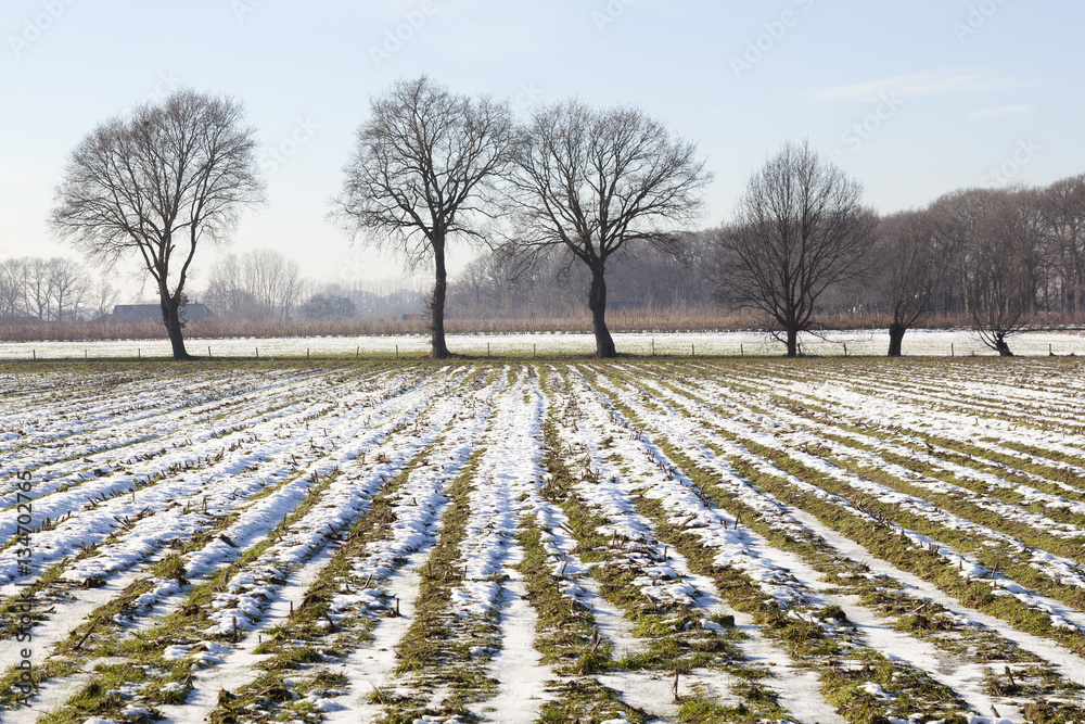 dutch corn field covered in snow and frozen in winter dutch corn field covered in snow and frozen in winter