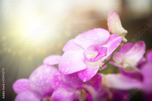 Beautiful pink orchid in soft focus and glare light. Exquisite f