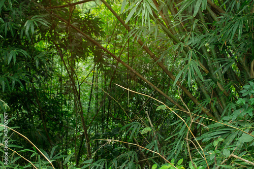 Fototapeta Naklejka Na Ścianę i Meble -  Jungle greenery with copy space area and warm humid airy sunlight flowing in from the top.  Fresh air and green tropical trees and bushes paint a nice natural canvas for you to explore and walk.