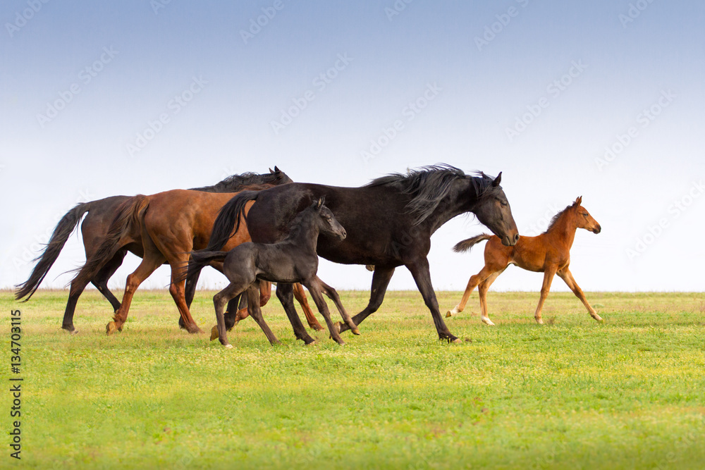 Horse herd with foals run on spring pasture