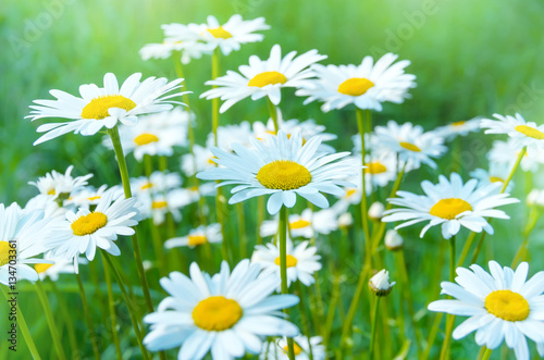 Summer landscape with beautiful blooming daisies closeup