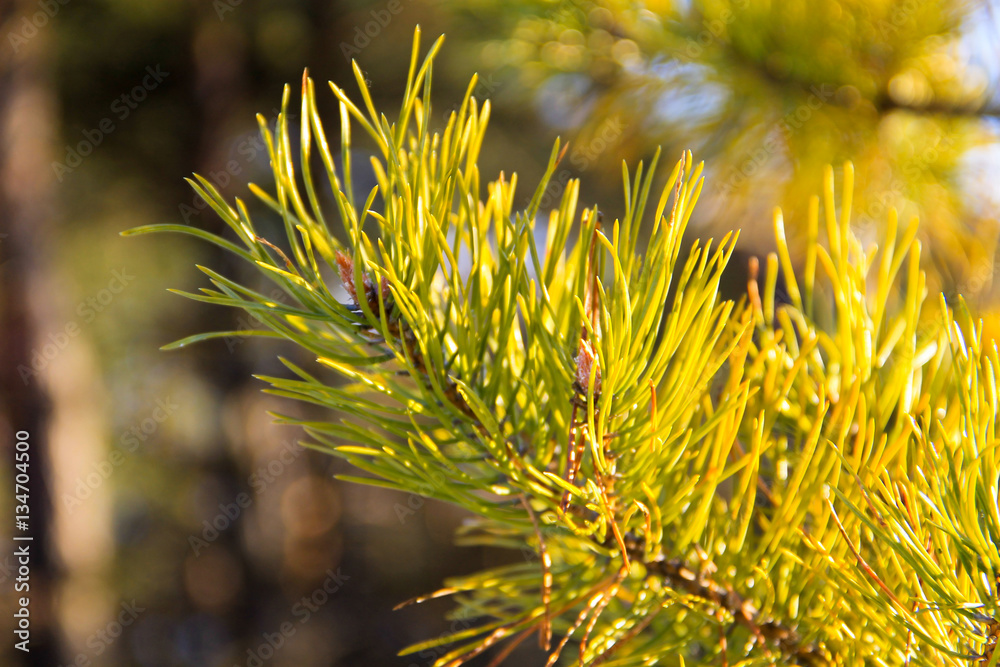 Branch of the pine tree Branch of the pine tree