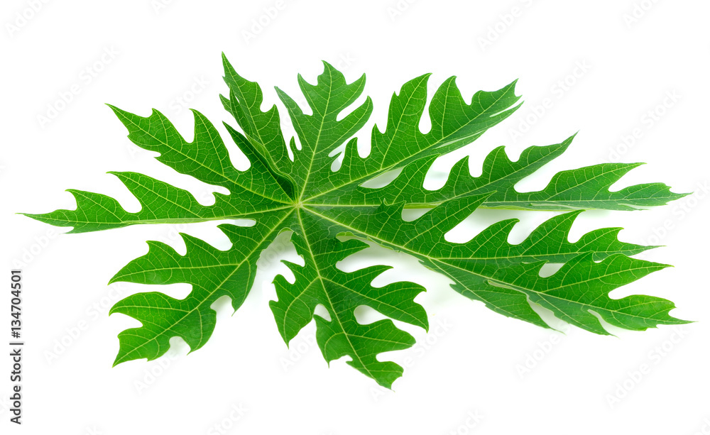 Papaya leaf isolated on white background