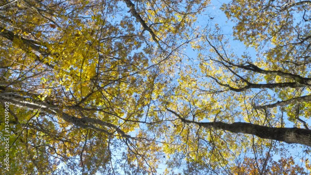 Steadicam shot of walking through autumn forest and looking up into the tree crowns with sun shining through colorful leaves.
Steadicam shot of walking through autumn forest and looking up into the tree crowns with sun shining through colorful leaves.