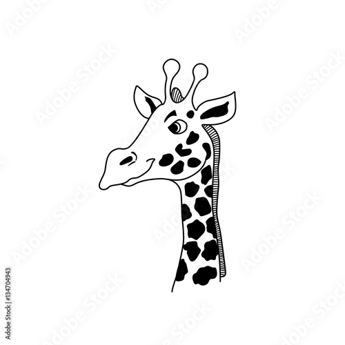 Vector giraffe head.