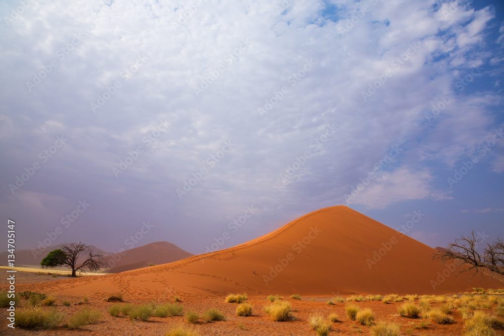 Naklejka premium The desert landscape 