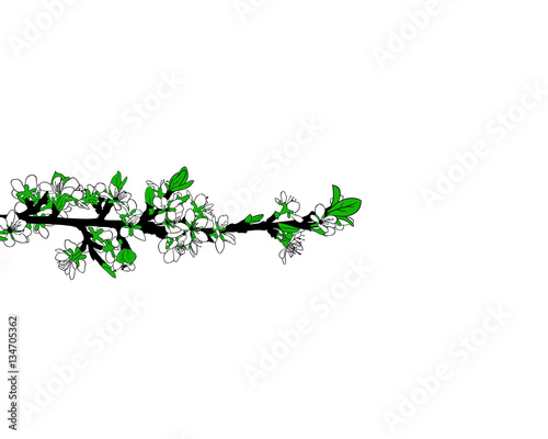 illustration of a blooming branch isolated on white