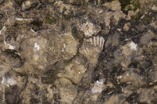 fossils reflected in stone  close up 