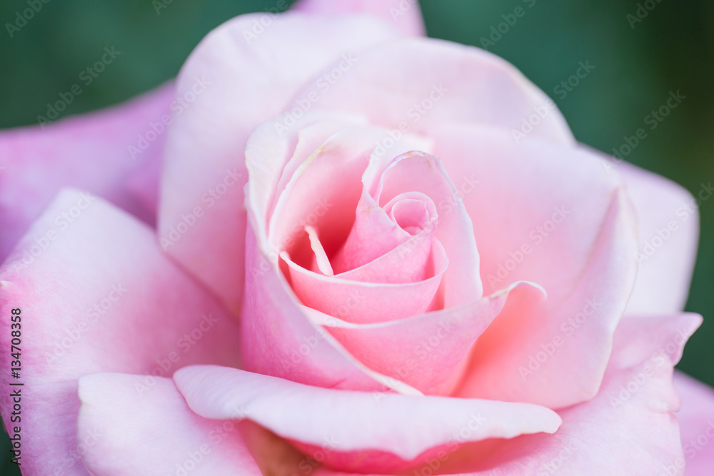 pink rose flower, closeup beautiful softly gentle and romantic. pink rose flower, closeup beautiful softly gentle and romantic.