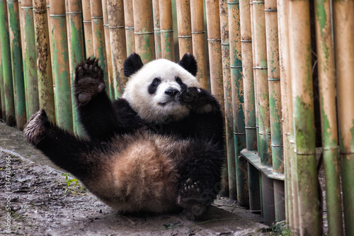 Giant panda waiving in the zoo photo