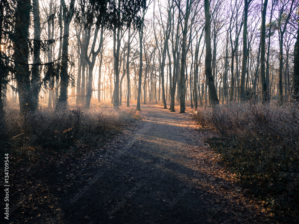 Fototapeta premium Foggy trek