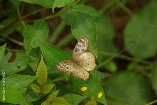 papillon colombie
