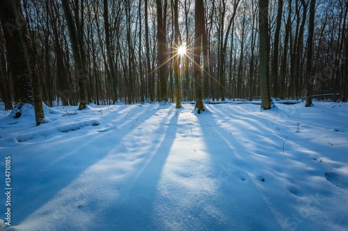 Winter polish forest