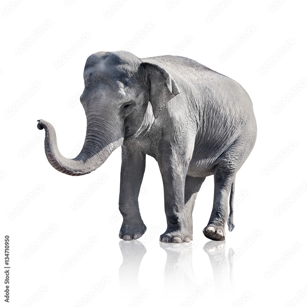 Obraz premium Elefant