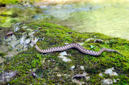 Horned viper (vipera ammodytes) in its natural environment.