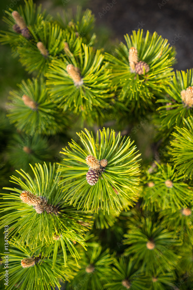Close-up view of branches of young trees. Close-up view of branches of young trees.