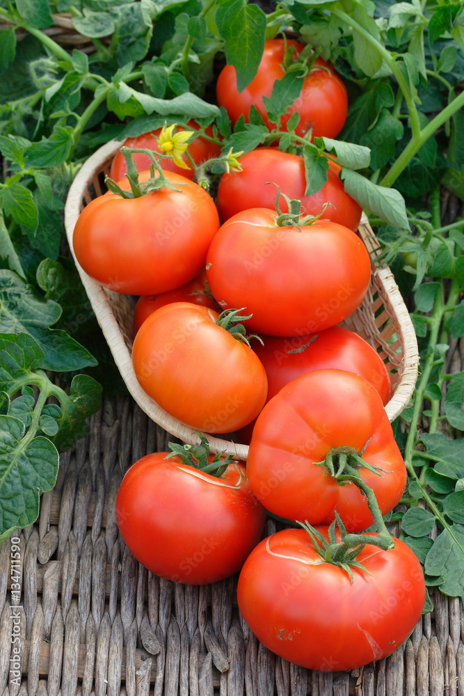 Many red tomatoes with leaves harvest Many red tomatoes with leaves harvest