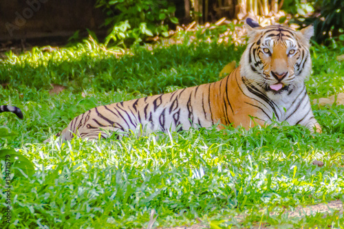 Indochinese tiger, or Corbett's tiger, or Panthera tigris corbet photo
