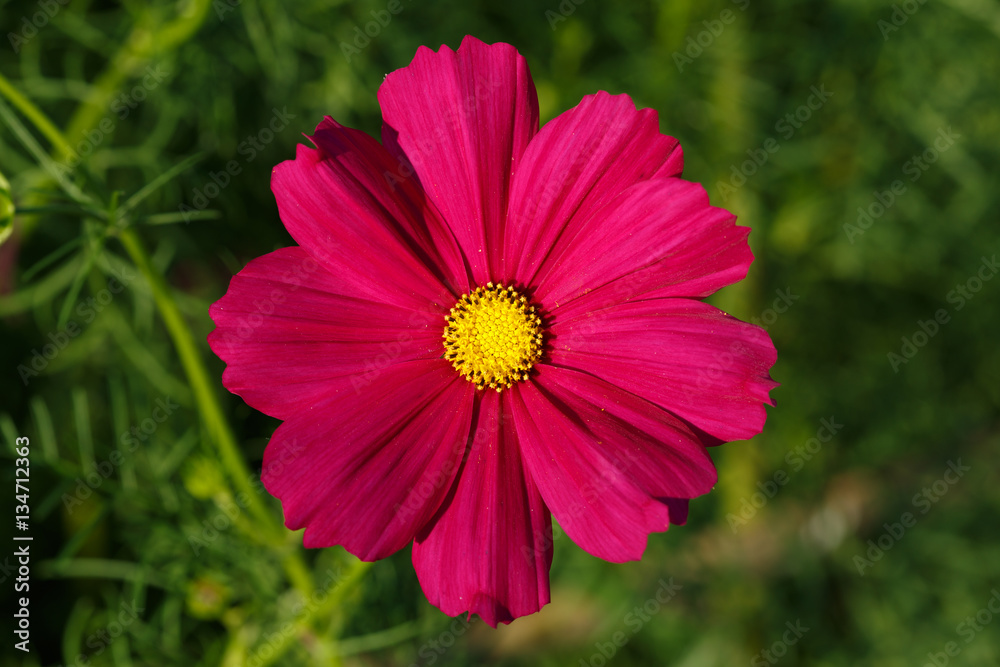 Fototapeta premium Cosmos flowers and sunlight, beauty in the garden