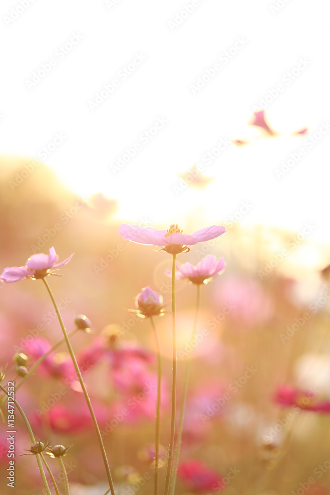 Cosmos flowers and sunlight, beauty in the garden Cosmos flowers and sunlight, beauty in the garden