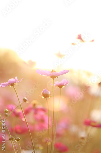 Cosmos flowers and sunlight, beauty in the garden