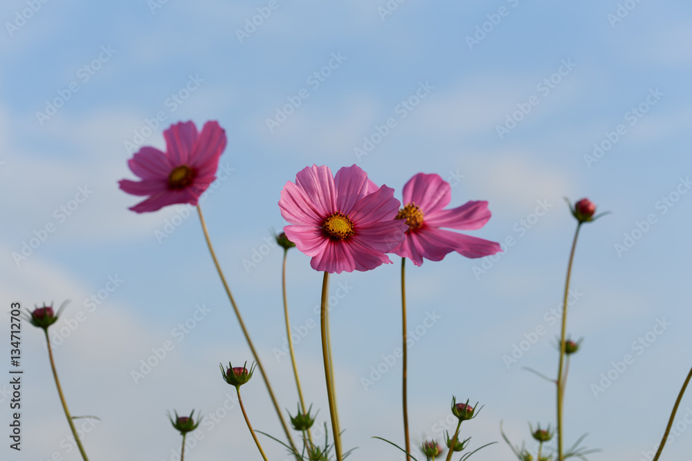 Cosmos flowers and sunlight, beauty in the garden Cosmos flowers and sunlight, beauty in the garden