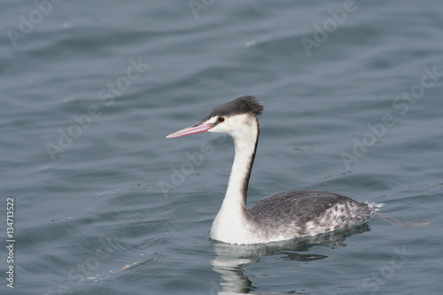                             Great Crested Grebe 