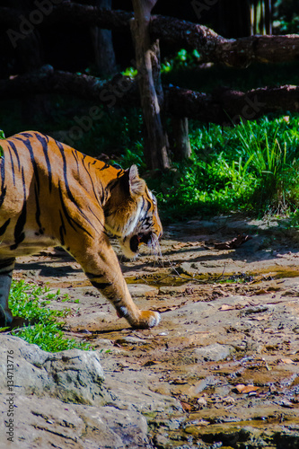 Indochinese tiger, or Corbett's tiger, or Panthera tigris corbet photo