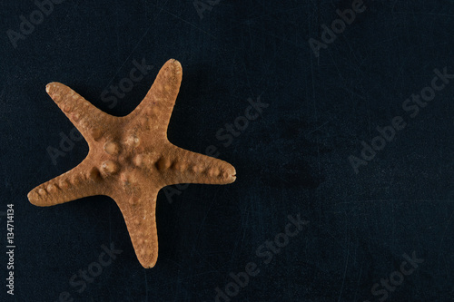 starfish on a dark background  Top view with copy spase