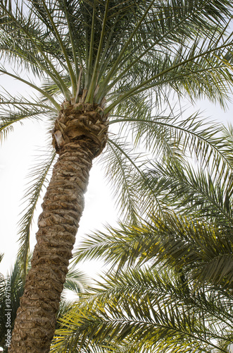 beautiful exotic garden with palm trees