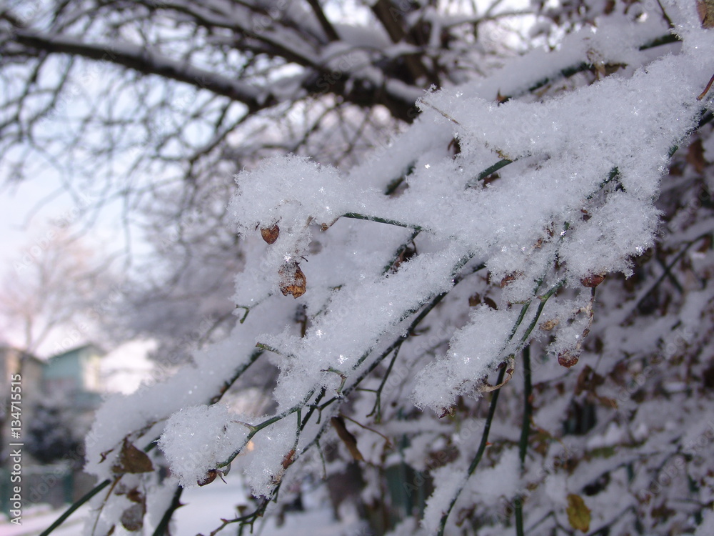 tree,winter, forest, nature, landscape, frost, sky, background, cold, snow, white, rime, scene, winter scene, cloud, winter landscape, snowfall, day, december, snowflake, beautiful, winter background, tree,winter, forest, nature, landscape, frost, sky, background, cold, snow, white, rime, scene, winter scene, cloud, winter landscape, snowfall, day, december, snowflake, beautiful, winter background,