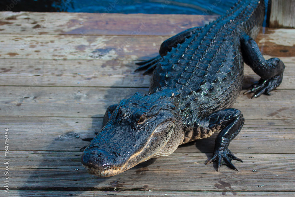 Fototapeta premium American alligator (A. mississippiensis)