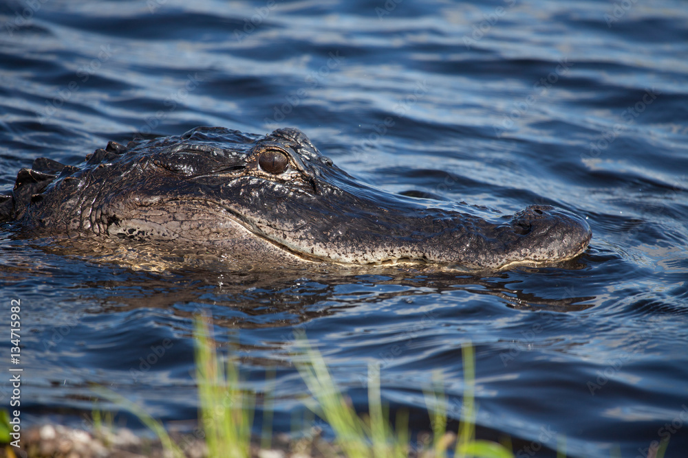 American alligator (A. mississippiensis)