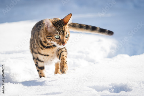 Bengal Cat in Snow