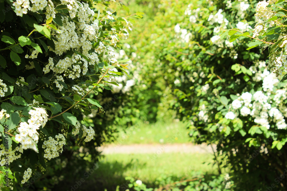 bushes with flowers