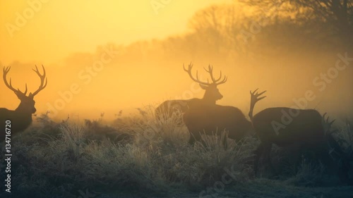 Red deer in the morning sun