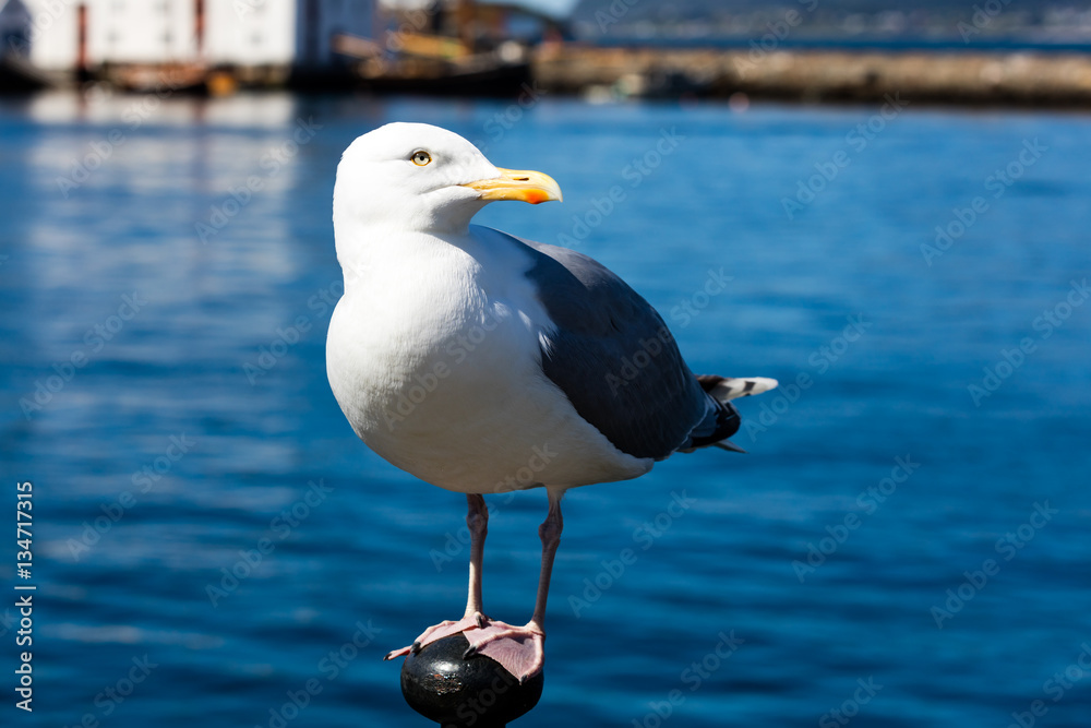 Fototapeta premium Möwe