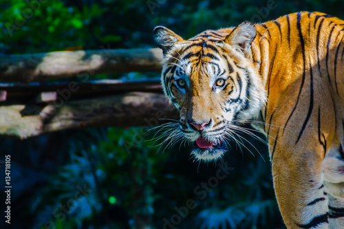 Indochinese tiger  or Corbett s tiger  or Panthera tigris corbet  a tiger population that lives in Myanmar  Thailand  Lao PDR  Vietnam  Cambodia and southwestern China.