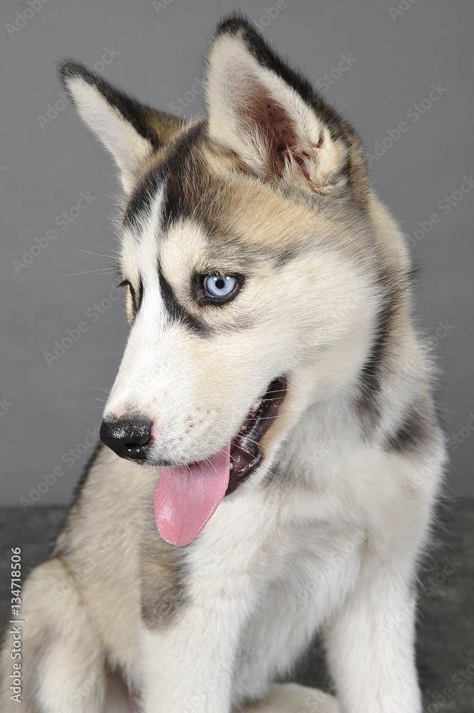 husky