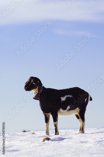 Fototapeta Naklejka Na Ścianę i Meble -  goat on white snow field