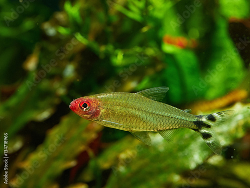 Hemigrammus Rhodostomus in Freshwater Aquarium