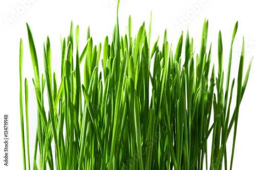 Green Shoots of Wheat