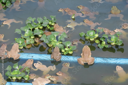 Obraz na plátně frog group of in the farm