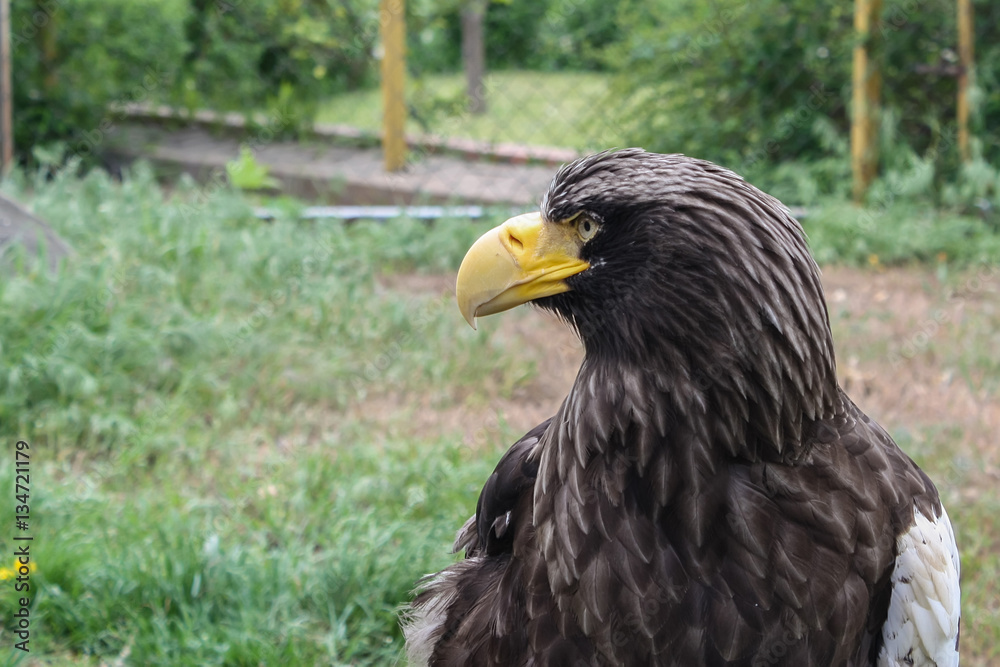 Stelller's sea eagle or Pelagicus haliaeetus Stelller's sea eagle or Pelagicus haliaeetus
