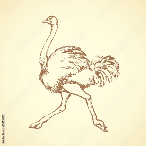 Ostrich. Vector drawing
